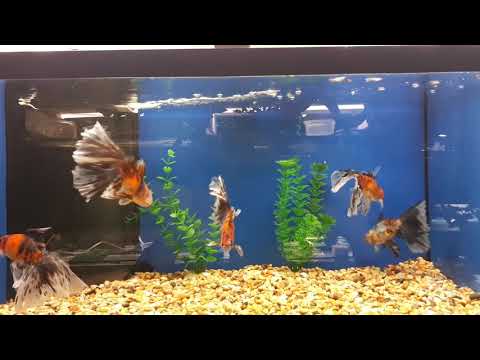 Aqua-Tropica "Das Original" - Schubunkin Bristol 10,0 - 12,0 cm