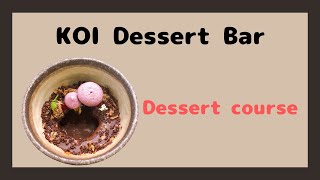 KOI Dessert Bar 【Dessert Course】シドニーで超おすすめのカフェ 【KOI Dessert Bar】 で、デザートコース！