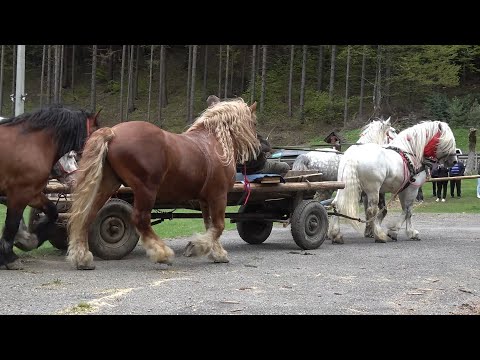 Expozitie de cai Valea Strajii, Bistrita Nasaud 26 Aprilie 2025 Nou!!!