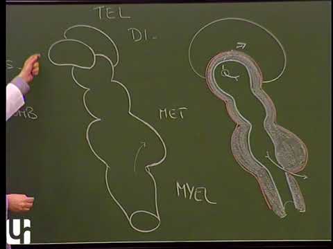 Morphologie du système nerveux central - 2ème partie : cerveau