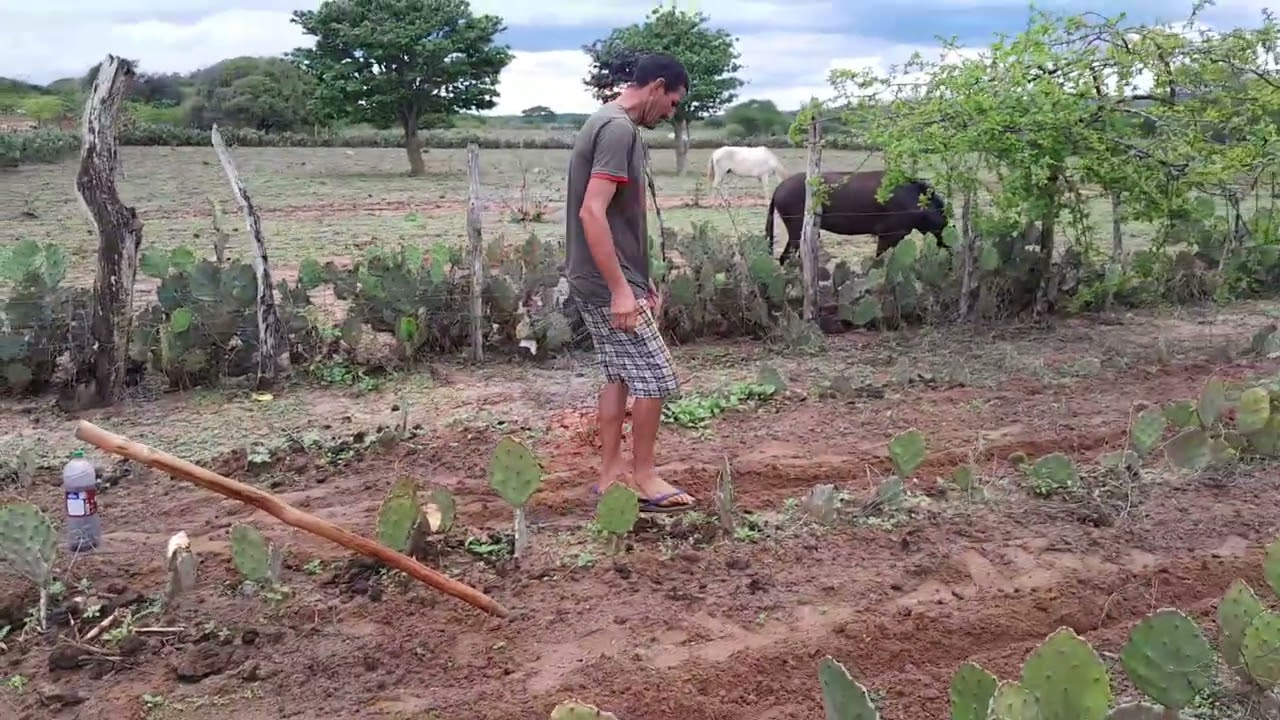 Benedito   fazendo uma  plantação  de capim mumboça