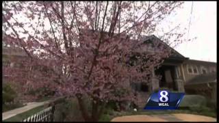 Allergists predicting higher pollen count for spring