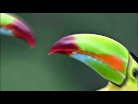 Toucan BIRD EXOTIQUE
