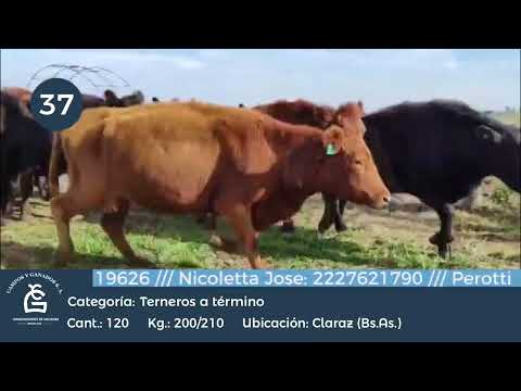 Lote Machos a Término - Juan N. Fernández Bs As