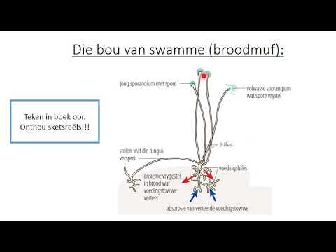 LEWENSWETENSKAP GRAAD 8: 12 Mei 2020 - periode 7 (12087)