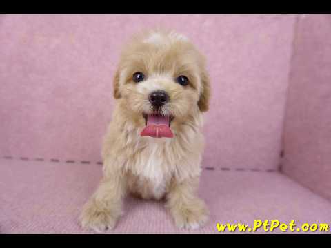 10/18馬爾泰迪母幼犬1號(台中烏日)