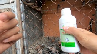 Download lagu Sunday Morning Activities: Checking Chicks, Sorting Females, Treating Sick Birds mp3 Download lagu Sunday Morning Activities: Checking Chicks, Sorting Females, Treating Sick Birds mp3