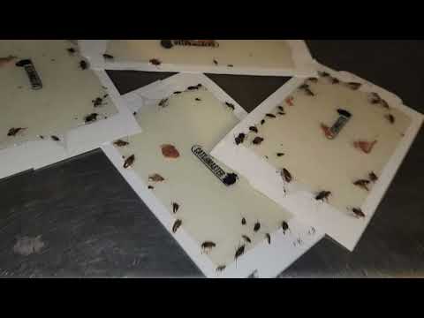 Massive German Cockroach Infestation in the Storage Room in Matawan, NJ