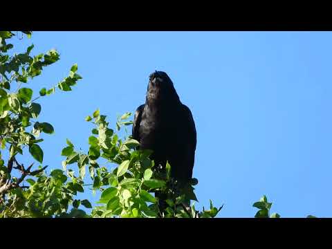 Fish Crow family by my house — the juvenile crow looked bigger than the adult 😂