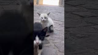 【猫だらけの世界遺産】エッサウィラ🇲🇦でお昼寝猫たちを撮影してみた