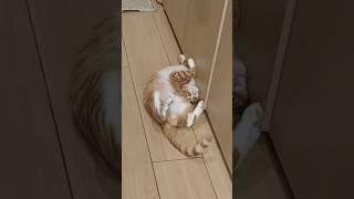 He Somehow Got Stuck 😂
