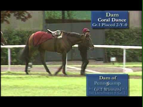 BLACK MINNALOUSHE STALLION   Broadband