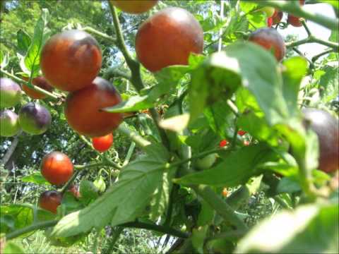 Homegrown Tomatoes