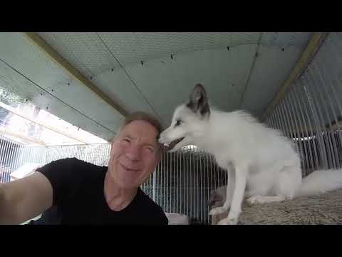 FOX ON THE RUN Les Hemstock Jive Bunny Megamix of The Sweet 70s glam rock mix