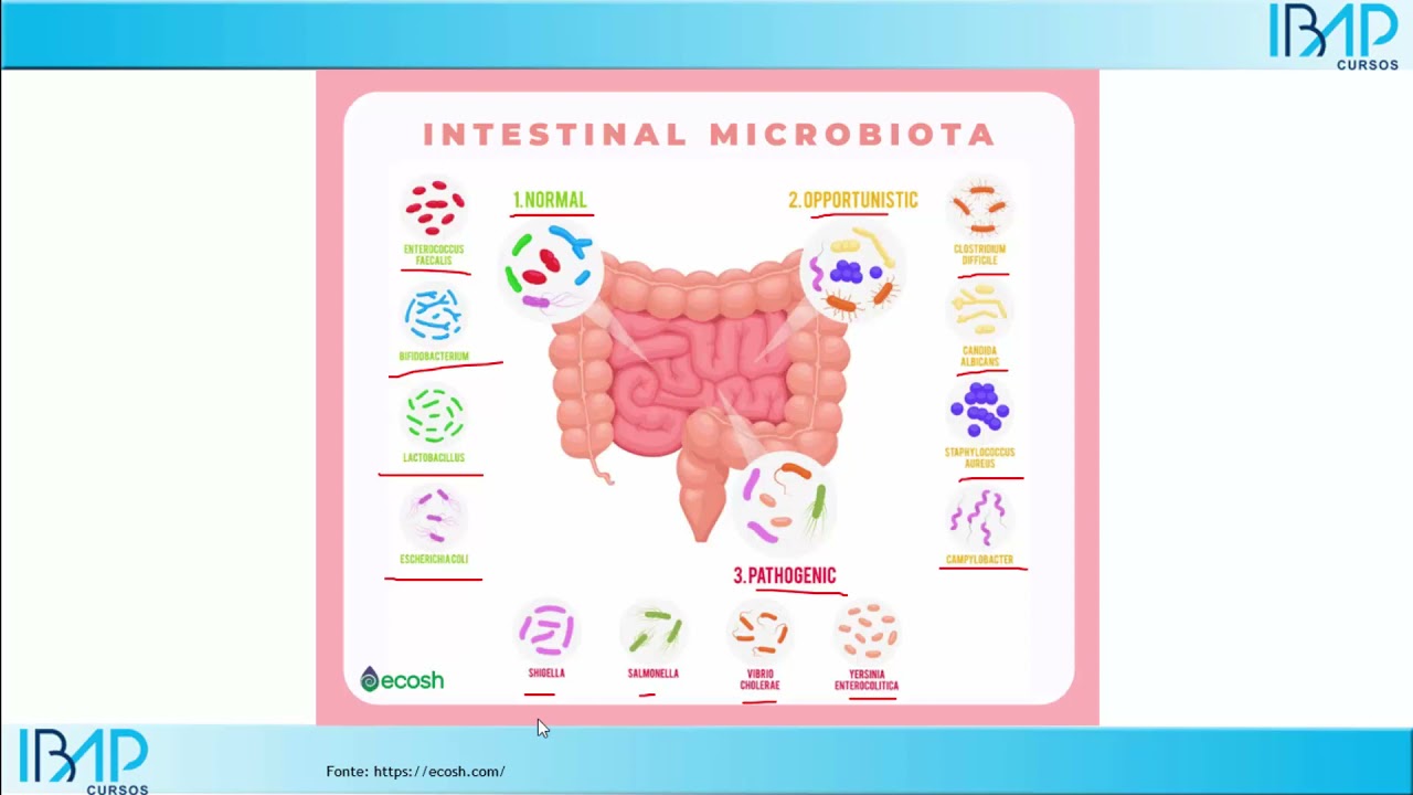 Quais são as bactérias boas e ruins do intestino e suas funções? | Microbiota intestinal | Disbiose