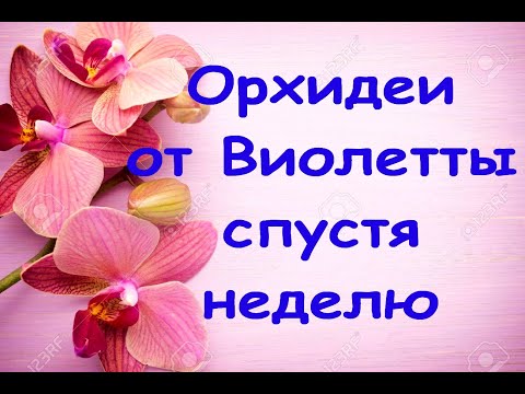 ОРХИДЕИ от Виолетты 7 ДНЕЙ спустя,мой УХОД за "азиатами" во мхе (из посылки).