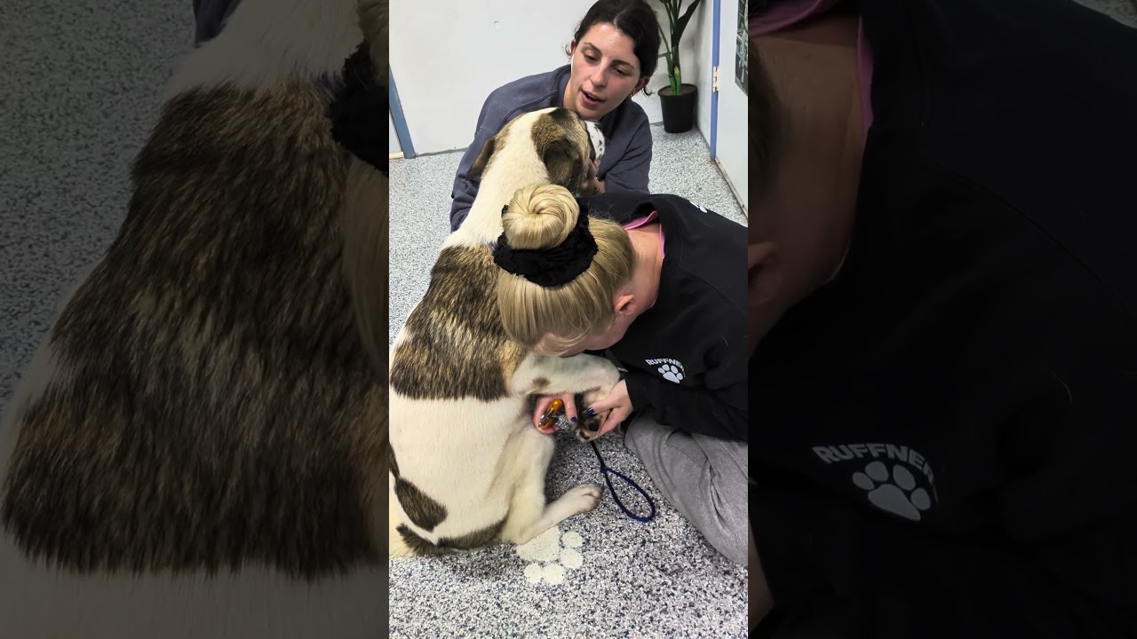 Enlarge Juniper, a Adoptable mixed breed in Aurora, IL video 5/6