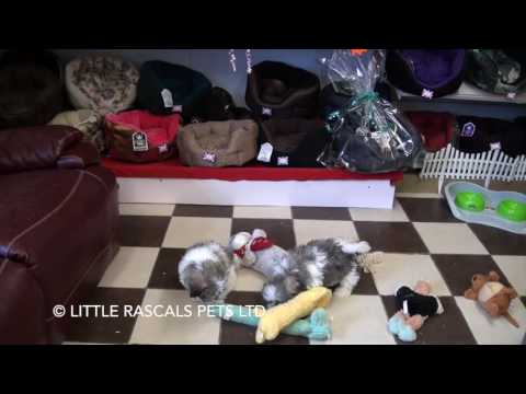 download lagu mp3 mp4 Shichon Breeders Uk, download lagu Shichon Breeders Uk gratis, unduh video klip Shichon Breeders Uk