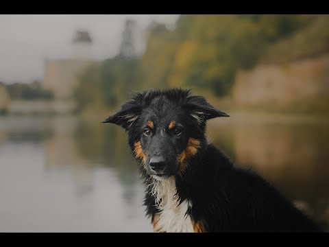 Border collie puppy Ingwe - 4 month. Obedience dog
