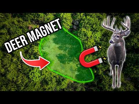 Small Food Plot? Plant THIS… and Watch the Deer Pile In!