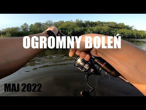 Ogromny Boleń początek sezonu 2022