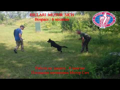 Hillari Motor Sich. Работа по защите. ч.1.