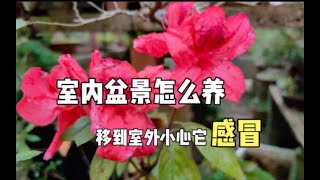 冬季怎样养好室内盆景，春暖搬室外小心它“感冒”