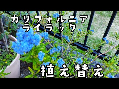 セアノサスの肥料は何ですか？カリフォルニアライラックにいつ肥料を与えるのですか？  庭園