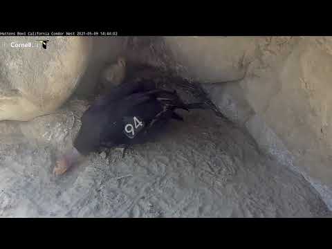 May 9, 2021  Huttons Bowl Condordozer