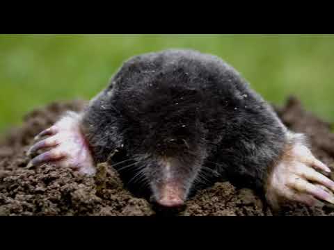 Može bolje ep. 7 25.03.2017. - Proizvodnja tepih trave