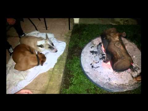Our pets: rethinking the way we say goodbye | Jackie Campbell | TEDxSouthBank