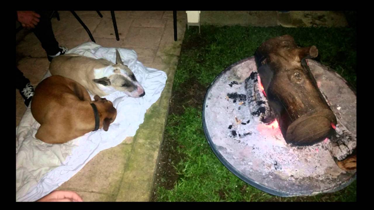 Our pets: rethinking the way we say goodbye | Jackie Campbell | TEDxSouthBank