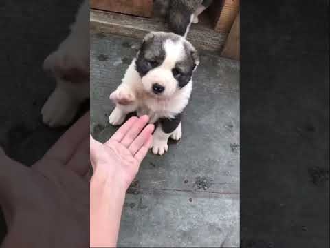 Angry alabai#shorts#angry#dog