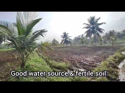  3 Acre Agricultural/Farm Land for Sale in Bidadi, Bangalore