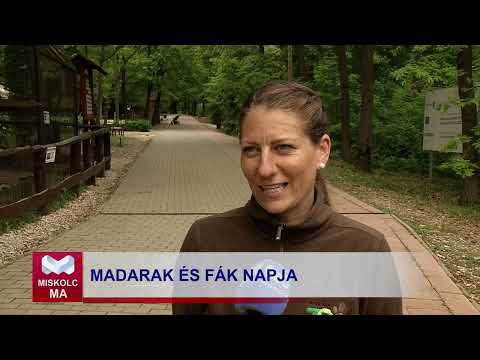 Videó előnézet