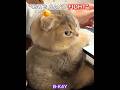 Cats Can T Fight Shorts Cat Trolledit Viral Catfight Tranding Fyp Trollface Phonk Edits
