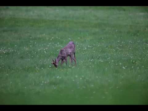 ročné snrčeky na Ostrej Lúke