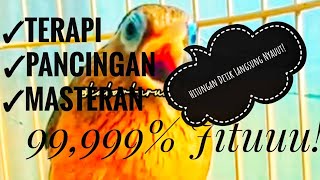 Download lagu Terapi, Pancingan & Masteran Burung Wambi (Hwamei)) 99,999% JITU!! mp3