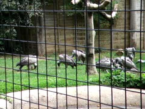 Vulture feeding time at the Hawk Conservancy Trust