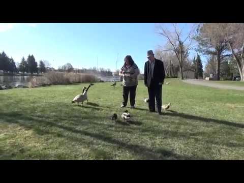 Thërrime buke për rosat (22.IV.2018)