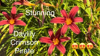 Hemerocallis Crimson Pirate, Day Lily Cottage Garden Plant, Stunning, Beautiful.