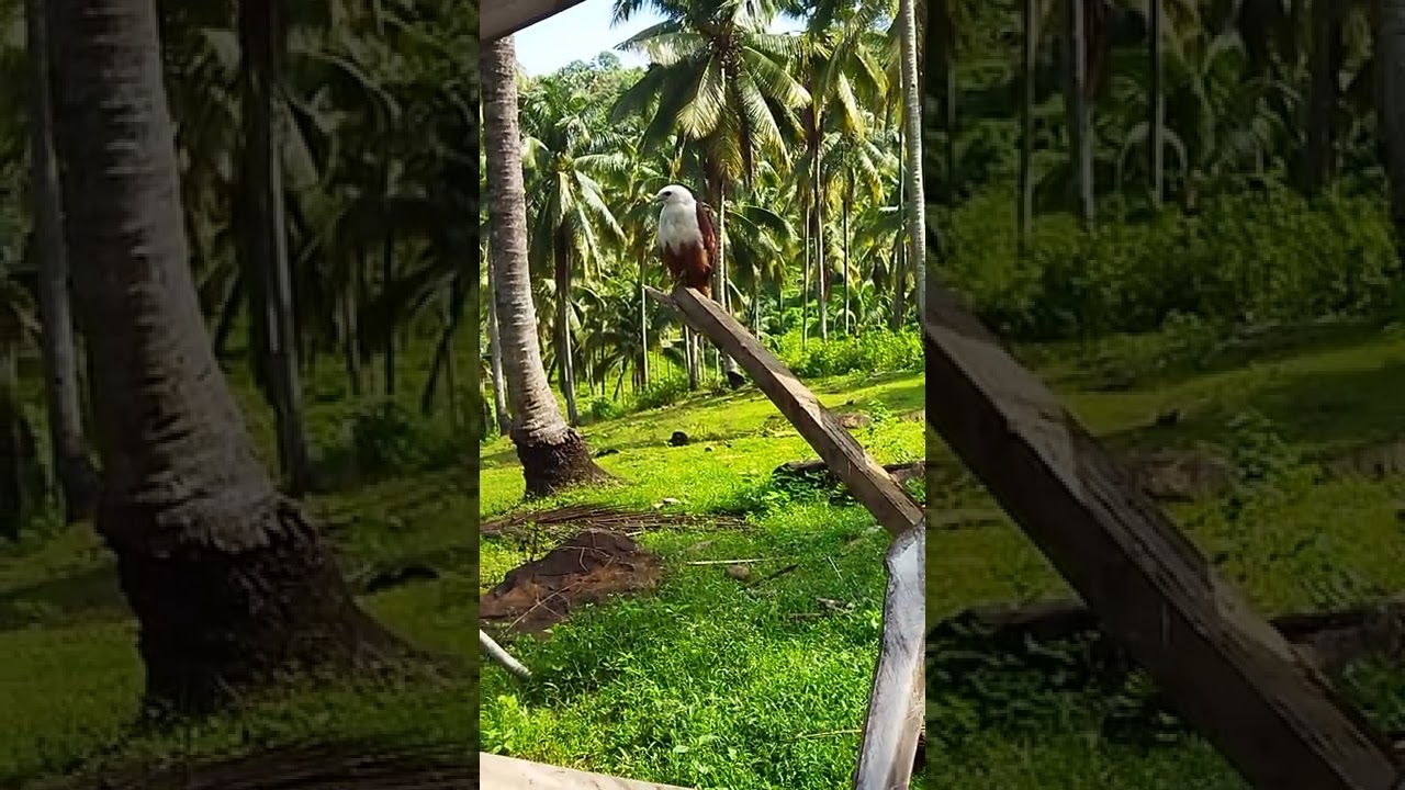 Putar video Ibong Adarna @Cinco Squad sekarang Ibong Adarna @Cinco Squad