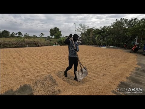 EP794-P2 - Pagbibilad ng mga Inaning Palay Pagkalipas ng Bagyo