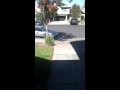 Baby Bat Scare