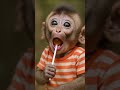 Baby Monkey S First Lollipop Taste