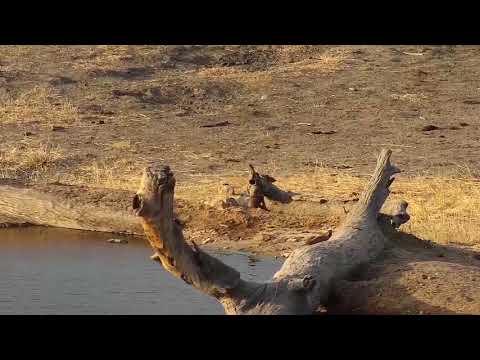 Djuma: Slender Mongoose moving about - 08/01/19