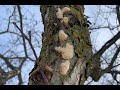 How to Remove Gypsy Moth Egg Masses