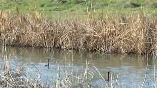 preview picture of video 'Double-crested Cormorants taking off, 12/30/07.'