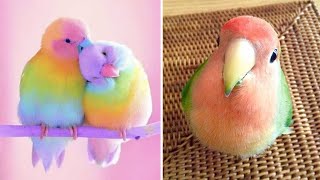 Smart And Funny Parrots Parrot Talking Videos Compilation (2024) - Cute Birds #17