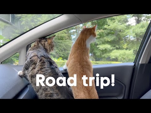 A Day in the Life of My Cats: Travel Day